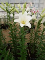 [4111 Global Harmony Mak No101.JPG]